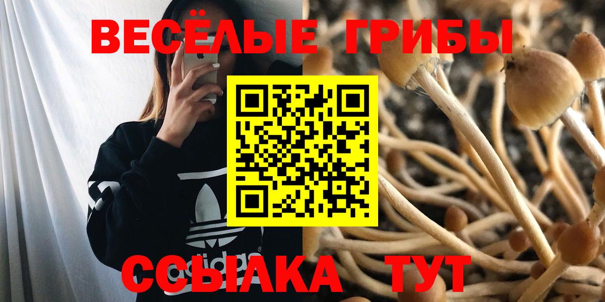 Абинск  Галлюциногенные грибы Cubensis  Галлюциногенные грибы Psilocybine cubensis  Вход с VPN 